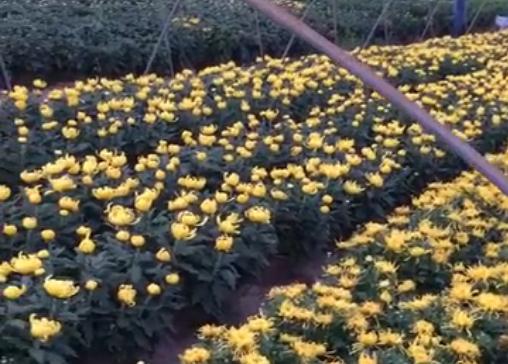 菊花好看買(mǎi)又貴，為啥不自己種植呢？